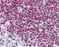 PARP1 Antibody (clone A6.4.12)